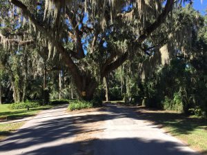 live-oak