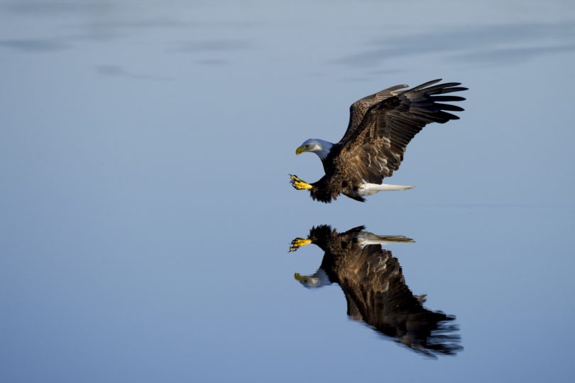 Eagle