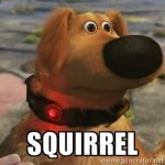 squirrel!
