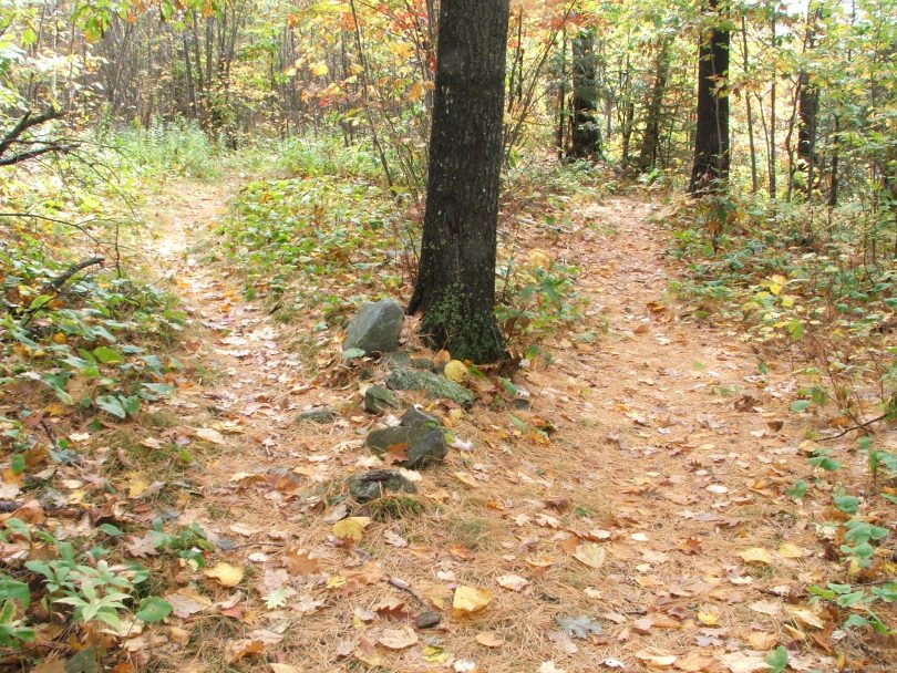 "Two Paths Diverged in a wood" - by NathanWert - CC